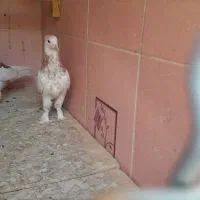 جوجه گم شده|پرنده|تهران, هفت چنار|دیوار