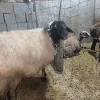 فروش گوسفند باب قصابی ‌|حیوانات مزرعه|ایلام, |دیوار