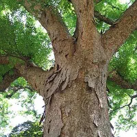 اره برقی قطع درخت محمدی|خدمات باغبانی و درختکاری|بهبهان, |دیوار