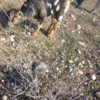 بیگ ماده ۲ماه