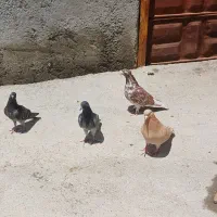 کبوتر|پرنده|انگوت, |دیوار