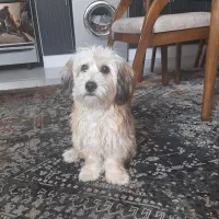 واگذار حیوان خانگی|سگ|فردیس, فردیس|دیوار