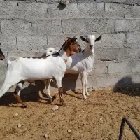 کهره سومال|حیوانات مزرعه|بستک, |دیوار