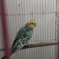 و ۴ عدد عروس هلندی