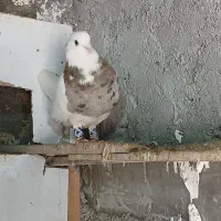 کبوتر|پرنده|کوهدشت, |دیوار