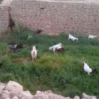 نه عدد بز و بیگ|حیوانات مزرعه|مسجد سلیمان, |دیوار