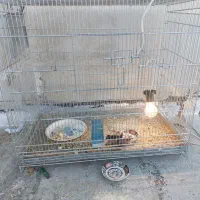 قفس|لوازم جانبی حیوانات|اسلامشهر, مظفریه|دیوار