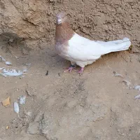 س عدد کفتر سینه ای کله ای|پرنده|میلاجرد, |دیوار