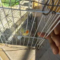 عروس هلندی و کوتوله سخنگو|پرنده|زاهدان, |دیوار