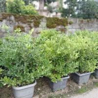 شمشا د طلایی|خدمات باغبانی و درختکاری|رامسر, |دیوار