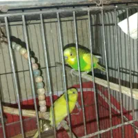 مرغ عشق|پرنده|الوند, |دیوار