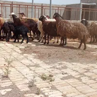 میش بره دار