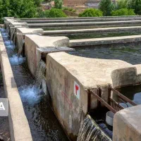 اجاره سالیانه پرورش ماهی قزل الای نهاوند