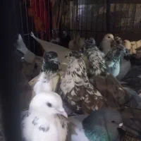 کبوتر پرشی ۷ساعت ب بالا