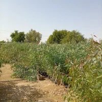 اکالیپتوس تک و عمده|خدمات باغبانی و درختکاری|شوشتر, |دیوار