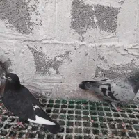 جوجه کبوتر|پرنده|آبپخش, |دیوار