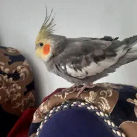 پرندم گم شده