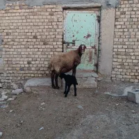 میش بره دار|حیوانات مزرعه|خنجین, |دیوار