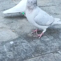 حلزون|خزنده|گناباد, |دیوار