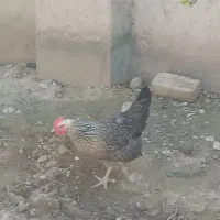 فروش مرغ محلی تخم گزار