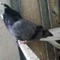 کبوتر پرشی شازده سبز