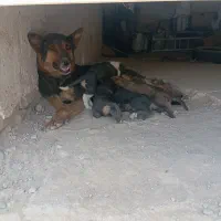 واگذاری سگ