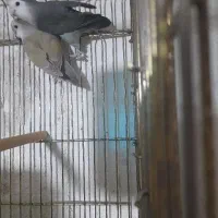 طوطی کوتوله رنگ خاص زینتی|پرنده|تبریز, |دیوار