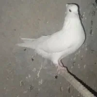 کفتر نر مهر