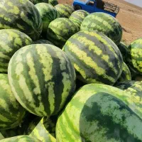 هندوانه|خوردنی و آشامیدنی|میلاجرد, |دیوار