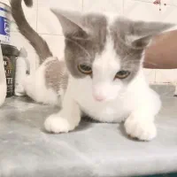 واگذاری گربه رایگان|گربه|تهران, زیبادشت|دیوار