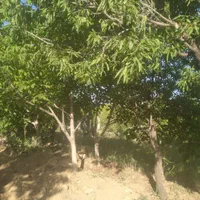 فروش زمین ۴۸۰ متری جاده چم ها به طرف اصفهان|فروش زمین و ملک کلنگی|نجف‌آباد, باغ ملی|دیوار