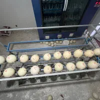 تخم شترمرغ (نطفه دار)