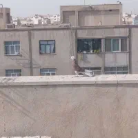 سه عدد کبوتر|پرنده|اندیشه, اندیشه فاز ۱|دیوار