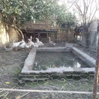 غاز|حیوانات مزرعه|ساری, |دیوار