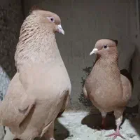دو جفت کبوتر زرد دمسفید