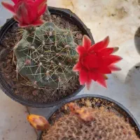 ۴عددگلدان کاکتوس به فروش میرسد|گل و گیاه طبیعی|شاهین‌شهر, نظامی|دیوار