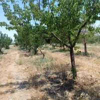 دوهزار متر باغ خمین* (فضایی امن و دنج دوران جنگ)