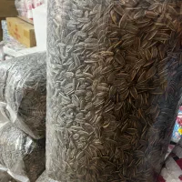 تخمه شور ایرانی