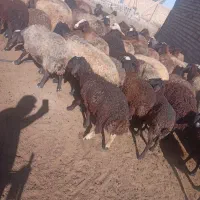 گوسفندچال زیر۳۰کیلو ۱۳عدد همگی شیرمست