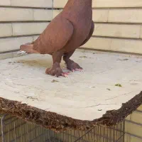 کفتر|پرنده|شیراز, شیشه‌گری|دیوار