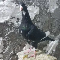 جفت جوجه پلنگ و مینا کرمانی