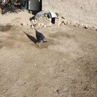 بوقلمون|حیوانات مزرعه|جزنیک, |دیوار