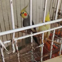 چند جفت عروس هلندی مولد با قیمت مناسب|پرنده|مینودشت, |دیوار