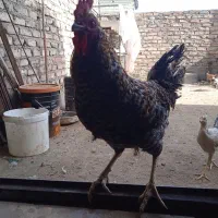 خروس.1100000|حیوانات مزرعه|زاهدان, |دیوار