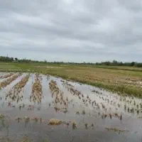 27هزار-متر-مسکونی-شالیزار-گیلان-رشت-کوچصفهان