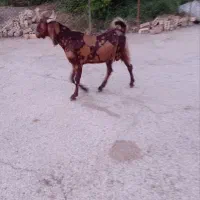 فروش کهره نر سرحال چاق