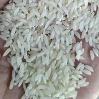 برنج شیروان طارم هاشمی شمال