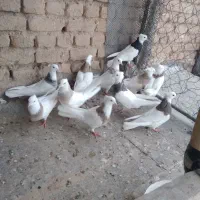 کبوتر طوقی