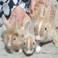 خرگوش زیباودوست داشتنی اسراییلی|موش و خرگوش|شیراز, جوادیه|دیوار