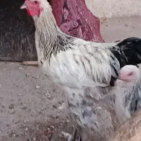 مرغ خروس برهما|حیوانات مزرعه|سبزوار, امیر کبیر|دیوار